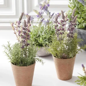 Maceta De Lavanda 12.5In